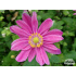 Anemone japonica ‘Pamina’