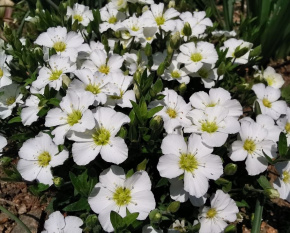 Arenaria montana ‘Blizzard Compact’