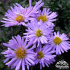 Aster dumosus ‘Paleček’