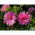Aster novi-belgii ‘Peter Harrison’