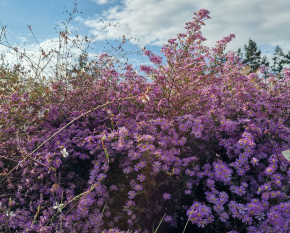 Aster ‘Pink Star’