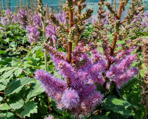 Astilbe chinensis ‘Pumila’