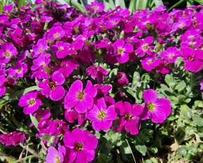 Aubrieta ‘Audrey Red’