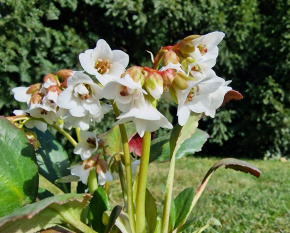 Bergenia ‘Dragonfly Angel Kiss’