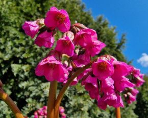 Bergenia ‘Eroica’