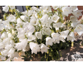 Campanula cochleariifolia ‘Alba’