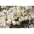Campanula cochleariifolia ‘Alba’