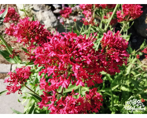 Centranthus ruber ‘Coccineus’
