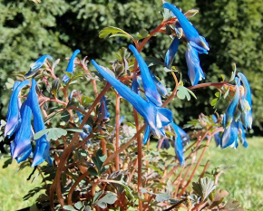 Corydalis ‘Blue Heron’