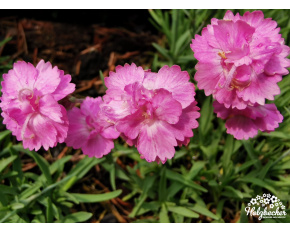 Dianthus gratianopolitanus ‘Pink Jewel’