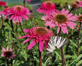 Echinacea ‘Southern Belle’