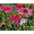 Echinacea ‘Southern Belle’