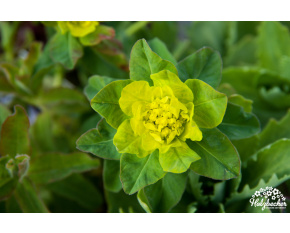 Euphorbia polychroma