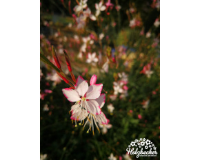 Gaura lindheimeri ‘Rosy Jane’