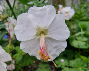 Geranium  x cantabrigiense ‘Biokovo’