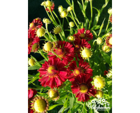 Helenium autumnale ‘Ranchera’