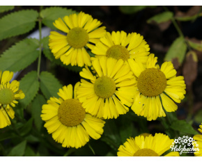 Helenium autumnale ‘Sombrero’