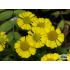 Helenium autumnale ‘Sombrero’