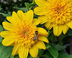 Helianthus ‘Double Whammy’
