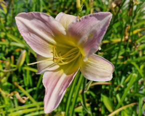 Hemerocallis ‘Catherine Woodbury’