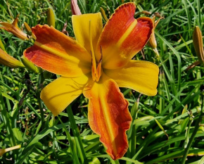 Hemerocallis ‘Frans Hals’