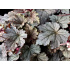 Heucherella ‘Plum Cascade’
