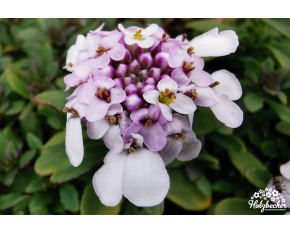 Iberis sempervirens ‘Pink Ice’