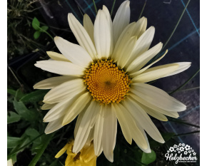 Leucanthemum maximum ‘Broadway Lights’