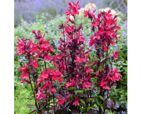 Lobelia speciosa ‘Russian Princess’