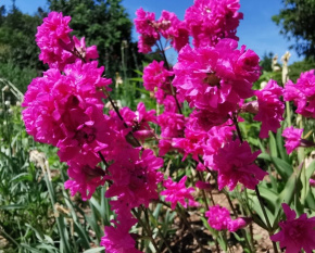 Lychnis viscaria ‘Plena’