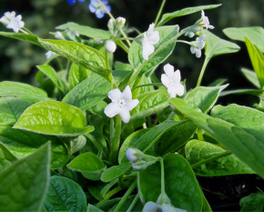 Omphalodes verna ‘Alba’