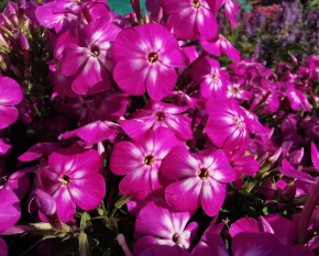 Phlox paniculata ‘Flame Violet Charm’