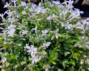 Phlox ‘Tiny Buggles’