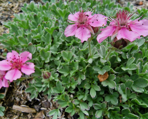 Potentilla nitida ‘Compacta’