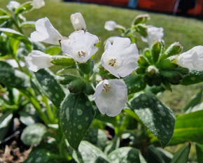 Pulmonaria ‘Sissinghurst White’