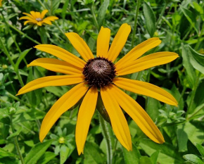 Rudbeckia fulgida var.speciosa
