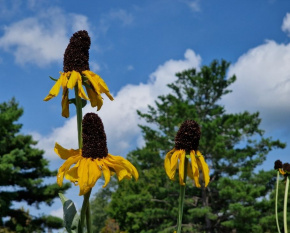 Rudbeckia maxima