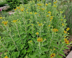 Rudbeckia subtomentosa ‘Little Henry’