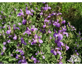 Salvia lavandulifolia