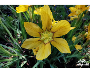 Sisyrinchium macrocarpon