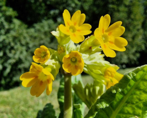 Primula veris ‘Cabrillo Yellow’