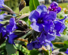 Pulmonaria ‘Blue Ensign’