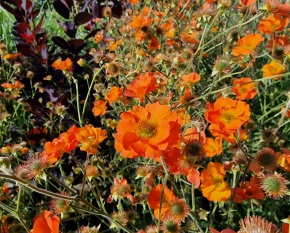 Geum coccineum ‘Borisii’