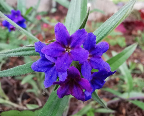 Buglossoides purpurocaeruleum