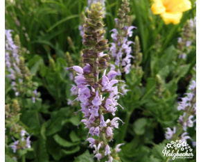Salvia nemorosa ‘Crystal Blue’