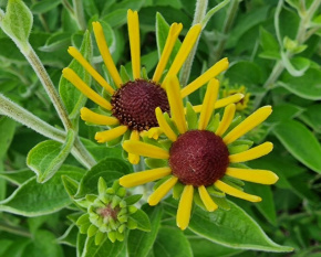 Rudbeckia subtomentosa ‘Henry Eilers’