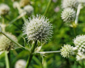 Eryngium yuccifolium
