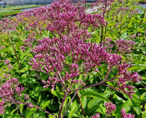 Eupatorium maculatum ‘Atropurpureum’