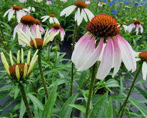 Echinacea ‘Pretty Parasols’