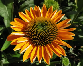 Echinacea ‘SunSeekers Mellow’